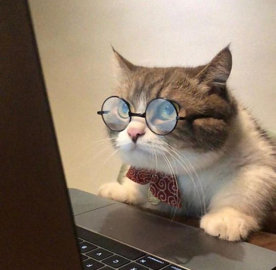 Cat at laptop